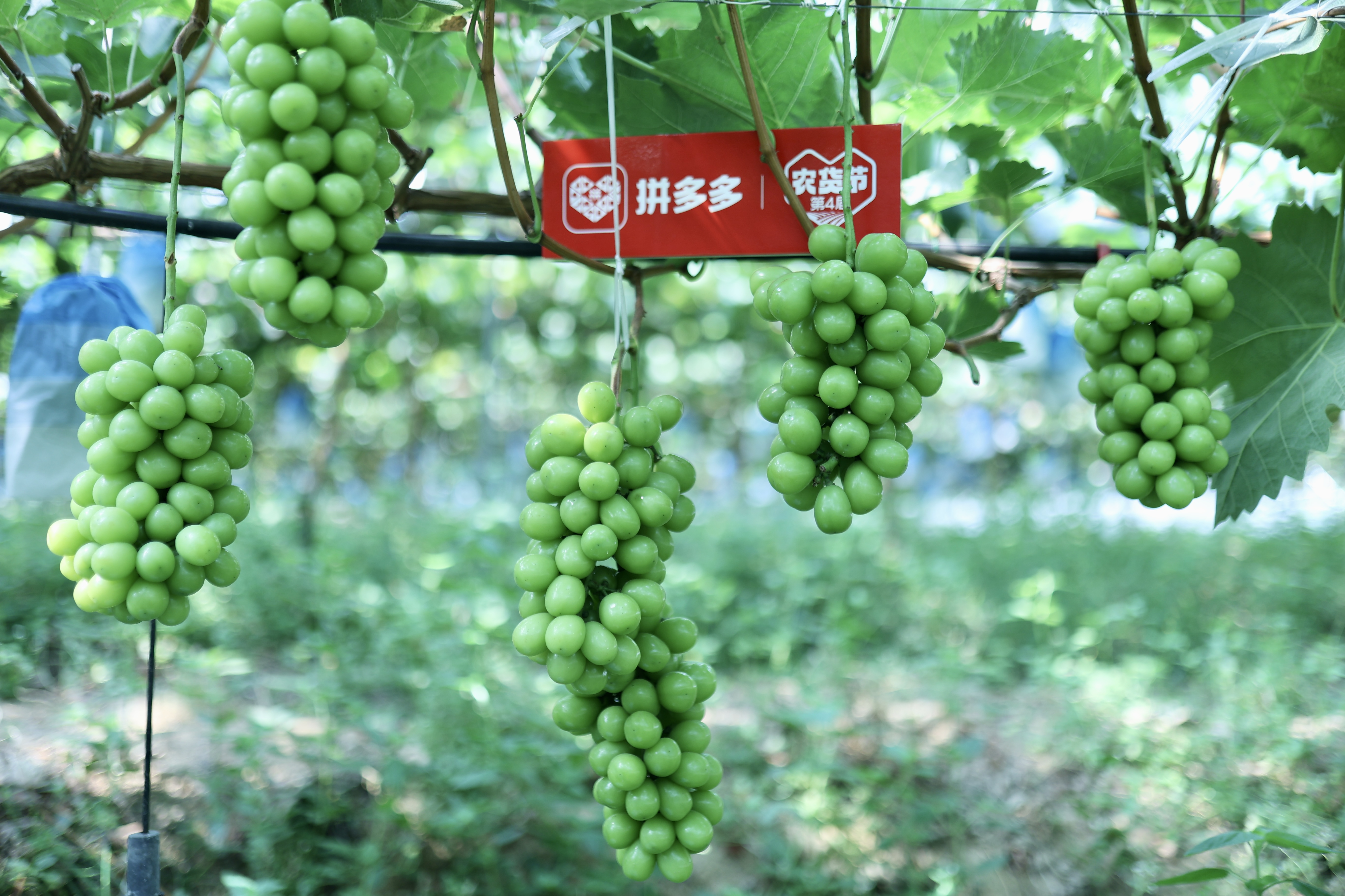 第4届农货节，西昌阳光玫瑰葡萄。吴小川摄.jpg